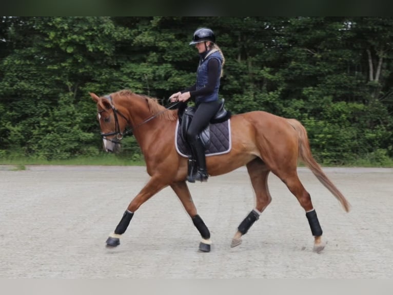Hannoveraner Stute 6 Jahre 173 cm Fuchs in Elmlohe