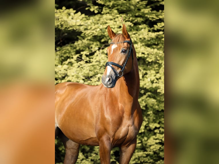 Hannoveraner Stute 6 Jahre 173 cm Fuchs in Elmlohe