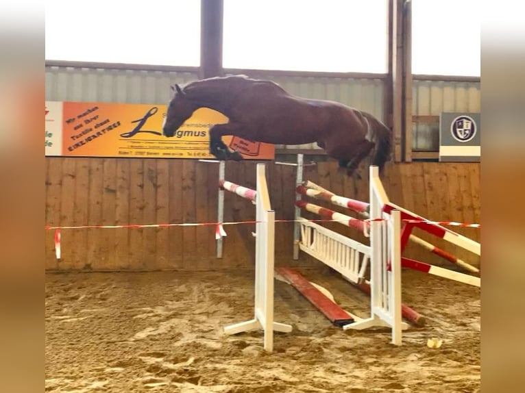 Hannoveraner Stute 6 Jahre 173 cm Fuchs in Elmlohe