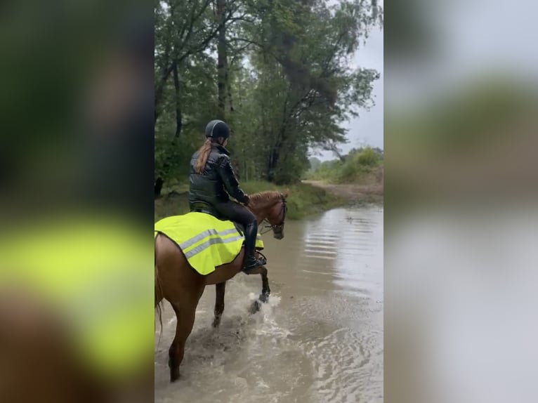 Hannoveraner Stute 6 Jahre 173 cm Fuchs in Elmlohe