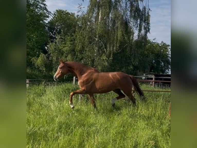 Hannoveraner Stute 6 Jahre 173 cm Fuchs in Westerau