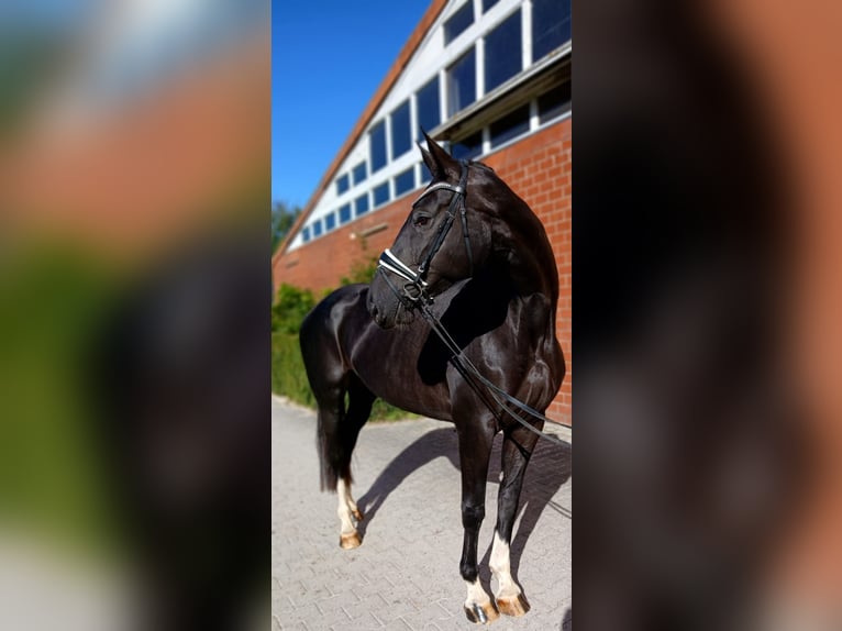 Hannoveraner Stute 6 Jahre 173 cm Rappe in Friedeburg Reepsholt, Reepsholt