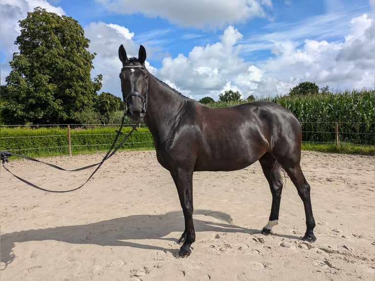 Hannoveraner Stute 6 Jahre 173 cm Rappe in Aurich