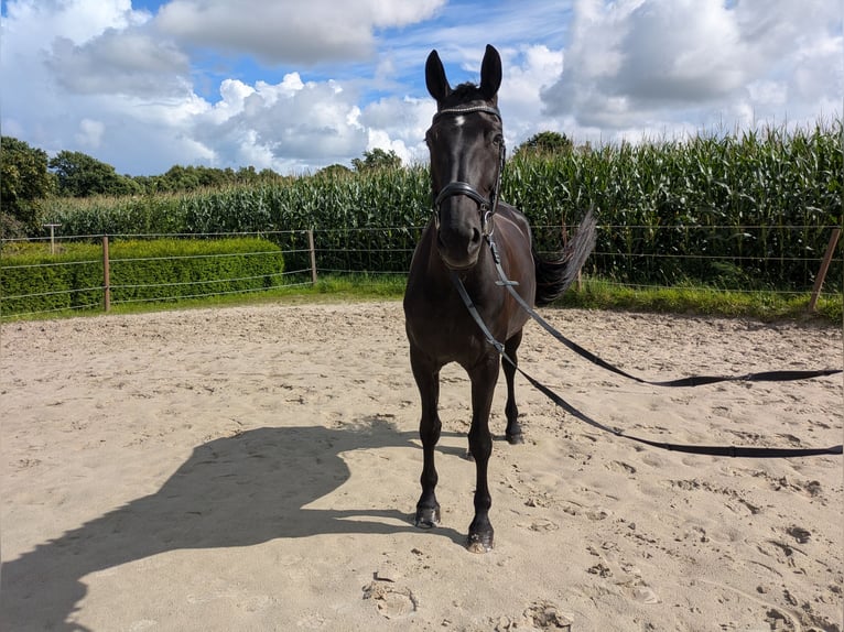 Hannoveraner Stute 6 Jahre 173 cm Rappe in Aurich