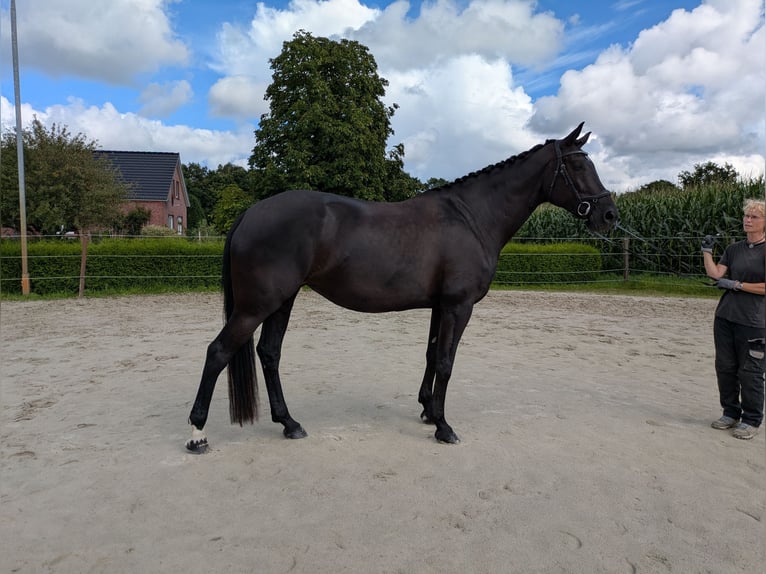 Hannoveraner Stute 6 Jahre 173 cm Rappe in Aurich