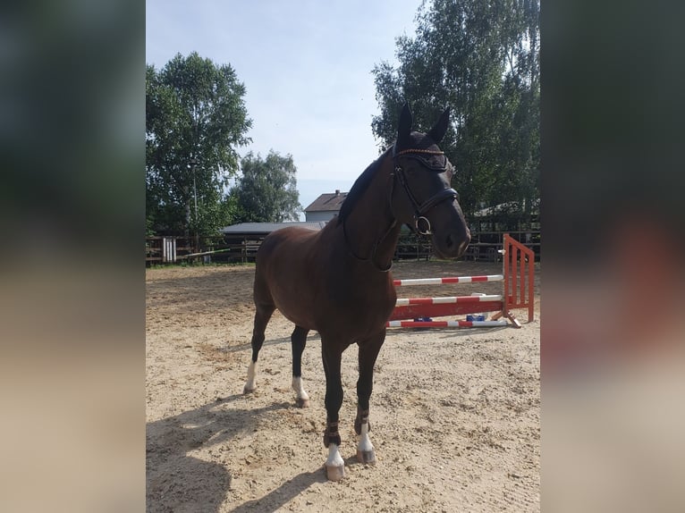 Hannoveraner Stute 6 Jahre 173 cm  in Brechen