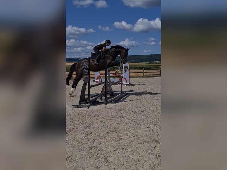 Hannoveraner Stute 6 Jahre 173 cm  in Brechen