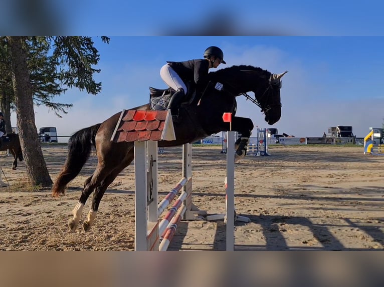 Hannoveraner Stute 6 Jahre 173 cm  in Brechen