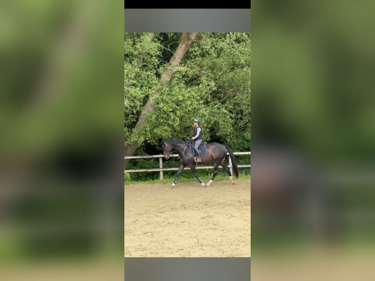 Hannoveraner Stute 6 Jahre 173 cm  in Brechen