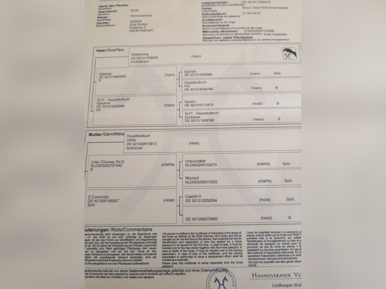 Hannoveraner Stute 6 Jahre 174 cm Apfelschimmel in Nieheim