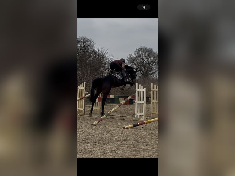 Hannoveraner Stute 6 Jahre 174 cm Brauner in Langwedel