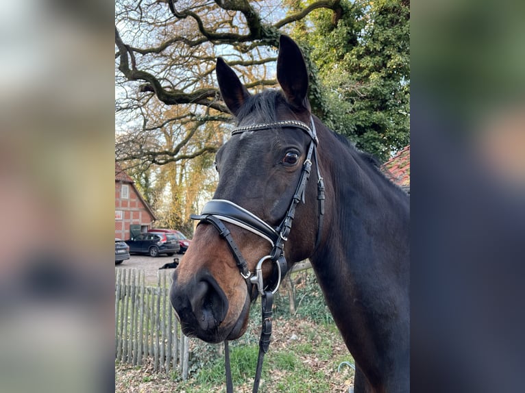 Hannoveraner Stute 6 Jahre 174 cm Brauner in Langwedel