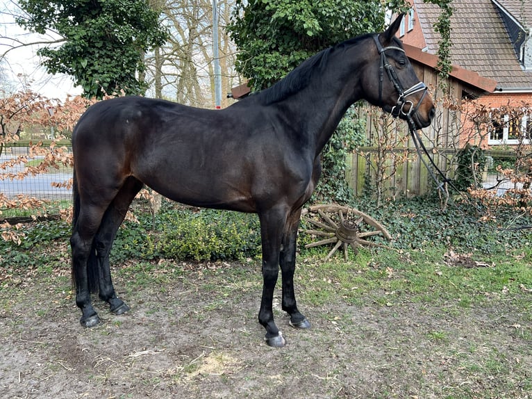 Hannoveraner Stute 6 Jahre 174 cm Brauner in Langwedel