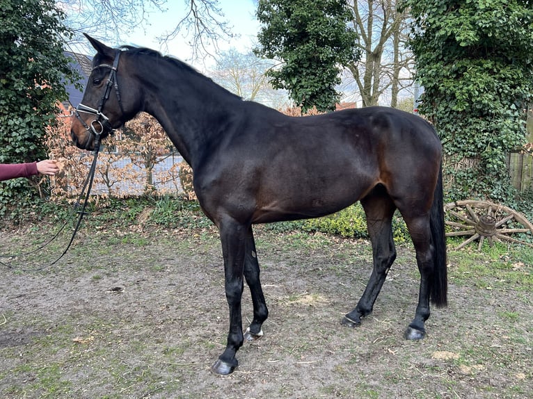 Hannoveraner Stute 6 Jahre 174 cm Brauner in Langwedel