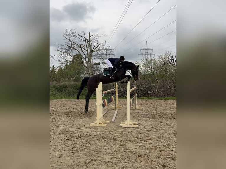 Hannoveraner Stute 6 Jahre 174 cm Brauner in Langwedel