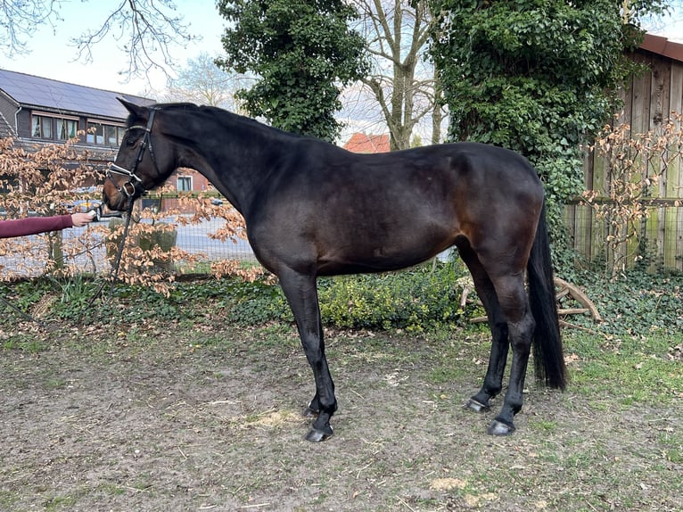 Hannoveraner Stute 6 Jahre 174 cm Brauner in Langwedel