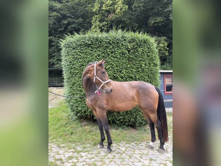 Hannoveraner Stute 6 Jahre 174 cm Brauner in WetzlarWetzlar