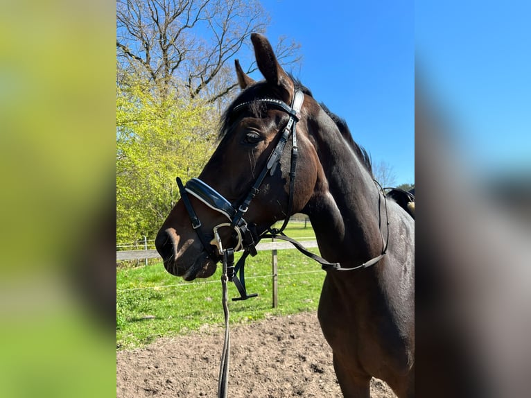 Hannoveraner Stute 6 Jahre 174 cm Dunkelbrauner in Melle