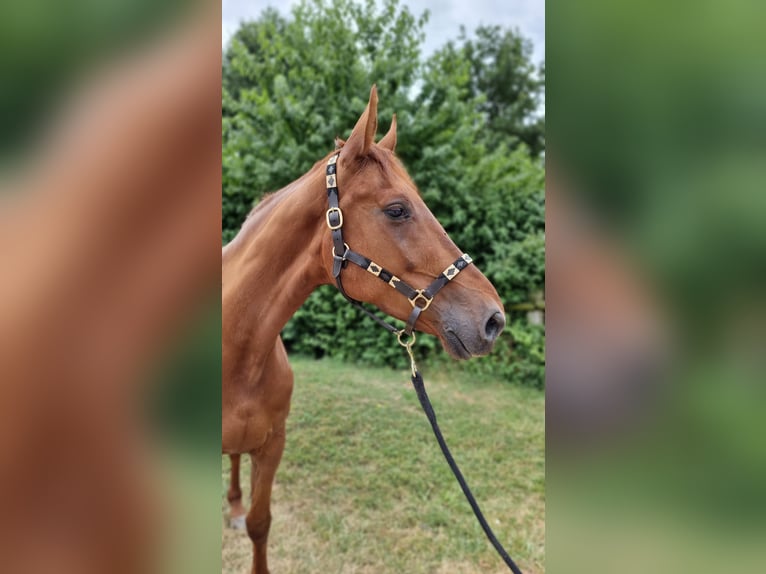 Hannoveraner Stute 6 Jahre 174 cm Dunkelfuchs in Avenches