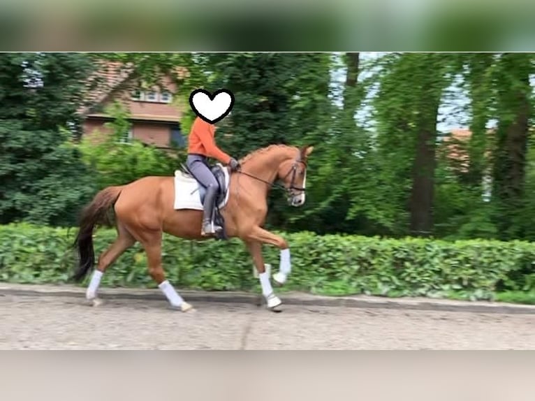 Hannoveraner Stute 6 Jahre 174 cm Fuchs in Hemslingen
