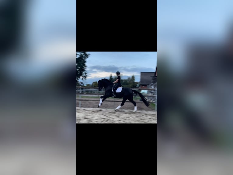 Hannoveraner Stute 6 Jahre 174 cm Rappe in Schwarme
