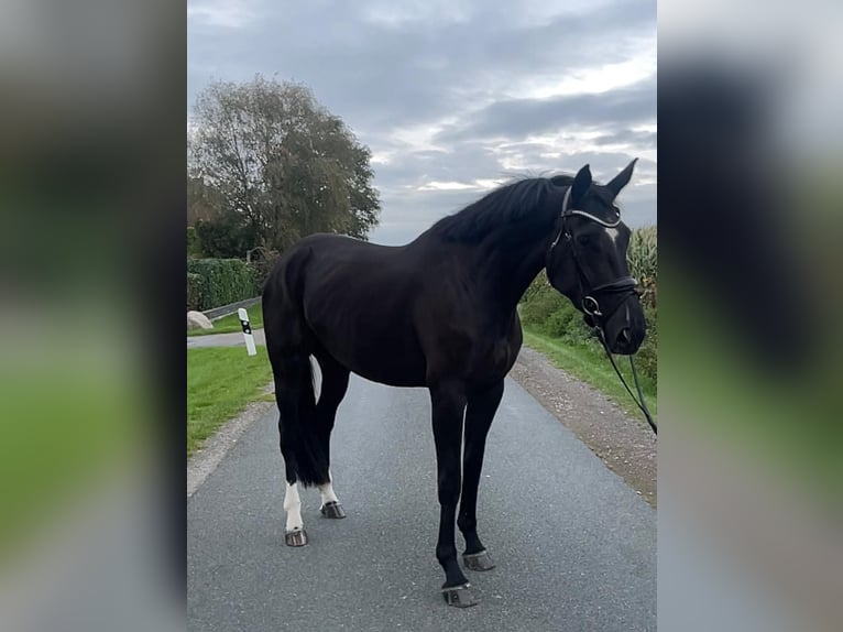 Hannoveraner Stute 6 Jahre 174 cm Rappe in Schwarme