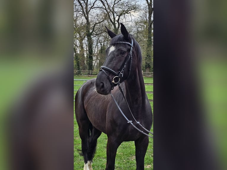Hannoveraner Stute 6 Jahre 174 cm Rappe in Schwarme