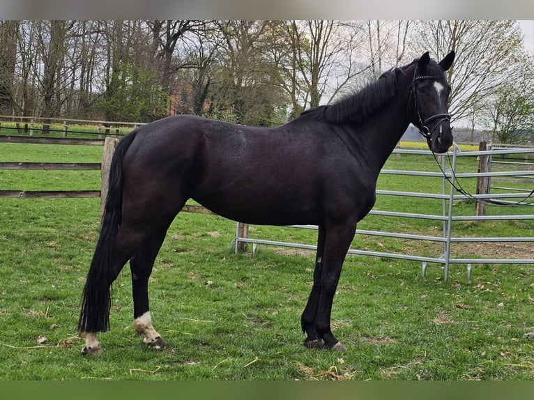 Hannoveraner Stute 6 Jahre 174 cm Rappe in Schwarme