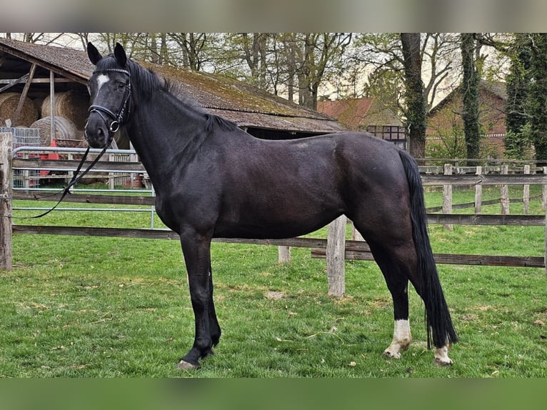Hannoveraner Stute 6 Jahre 174 cm Rappe in Schwarme