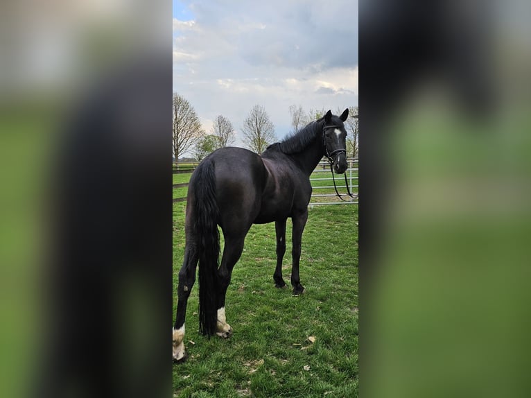 Hannoveraner Stute 6 Jahre 174 cm Rappe in Schwarme