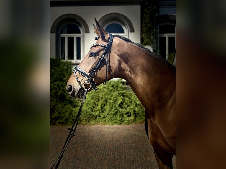 Hannoveraner Stute 6 Jahre 175 cm Brauner in Elsfleth