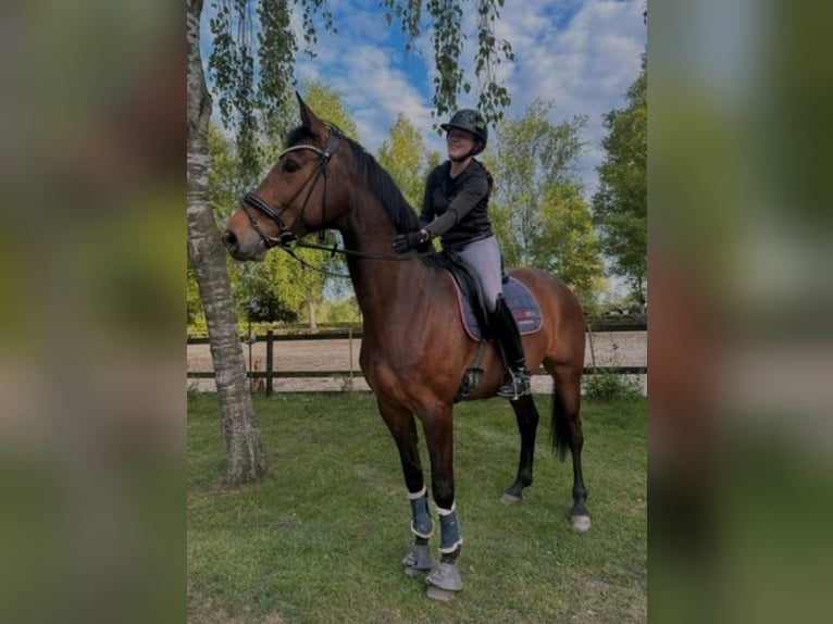 Hannoveraner Stute 6 Jahre 175 cm Brauner in Ahlerstedt