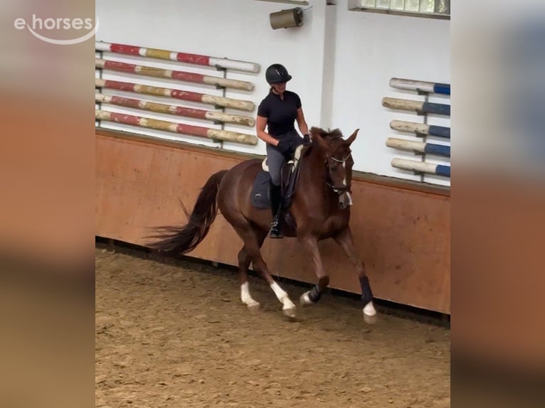 Hannoveraner Stute 6 Jahre 175 cm Dunkelfuchs in EnnepetalEnnepetal