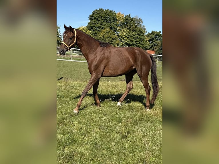 Hannoveraner Stute 6 Jahre 175 cm Dunkelfuchs in Baldham