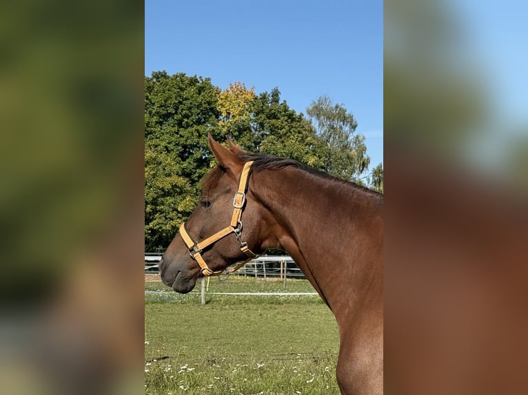 Hannoveraner Stute 6 Jahre 175 cm Dunkelfuchs in Baldham