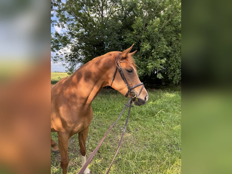 Hannoveraner Stute 6 Jahre 175 cm Fuchs in Geestland