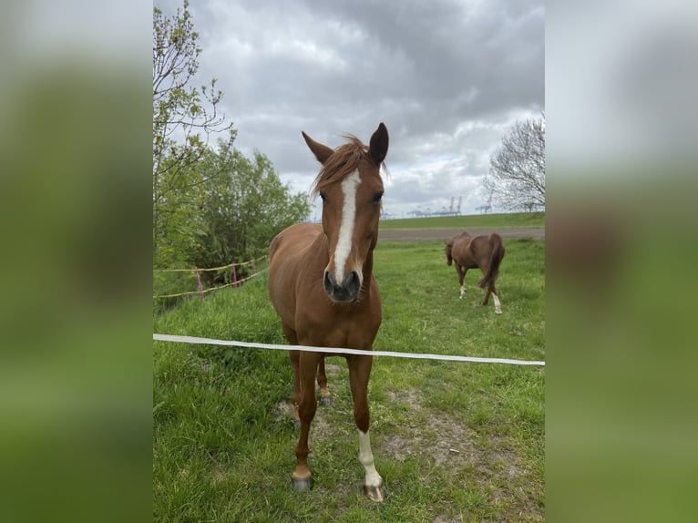 Hannoveraner Stute 6 Jahre 175 cm Fuchs in Geestland