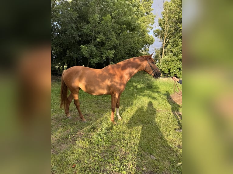 Hannoveraner Stute 6 Jahre 175 cm Fuchs in Geestland