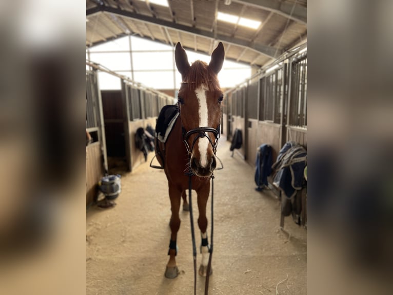Hannoveraner Stute 6 Jahre 175 cm Fuchs in Geestland