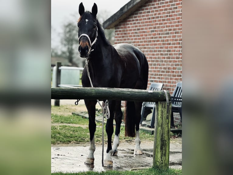 Hannoveraner Stute 6 Jahre 175 cm Schwarzbrauner in Bockhorn Ellenserdammersiel