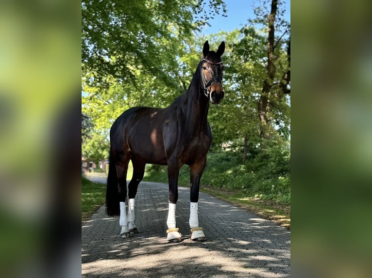 Hannoveraner Stute 6 Jahre 175 cm Schwarzbrauner in Bockhorn Ellenserdammersiel