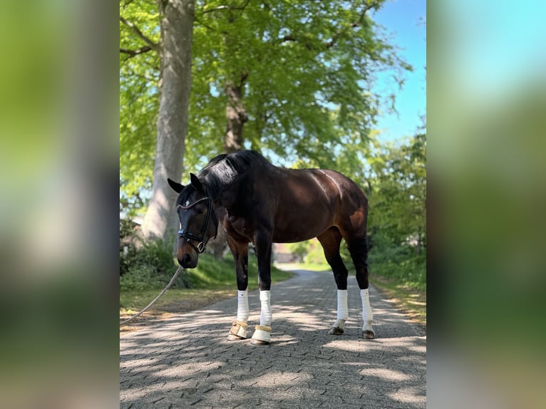 Hannoveraner Stute 6 Jahre 175 cm Schwarzbrauner in Bockhorn Ellenserdammersiel