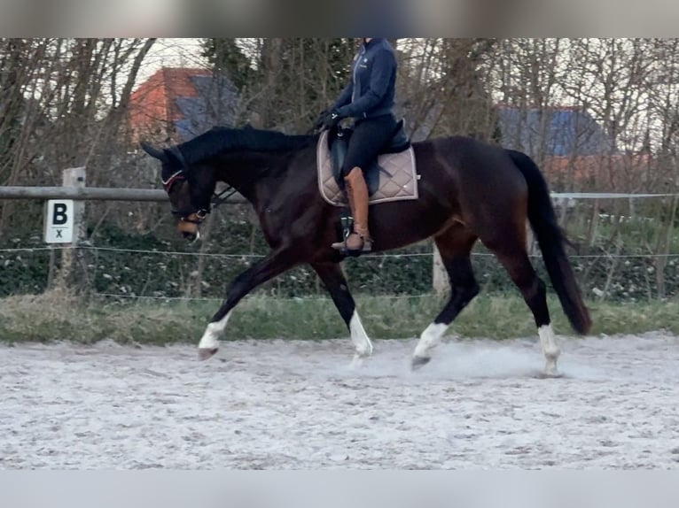Hannoveraner Stute 6 Jahre 175 cm Schwarzbrauner in Bockhorn Ellenserdammersiel