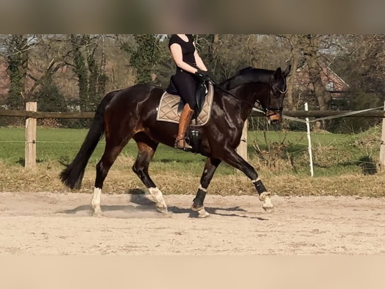 Hannoveraner Stute 6 Jahre 175 cm Schwarzbrauner in Bockhorn Ellenserdammersiel