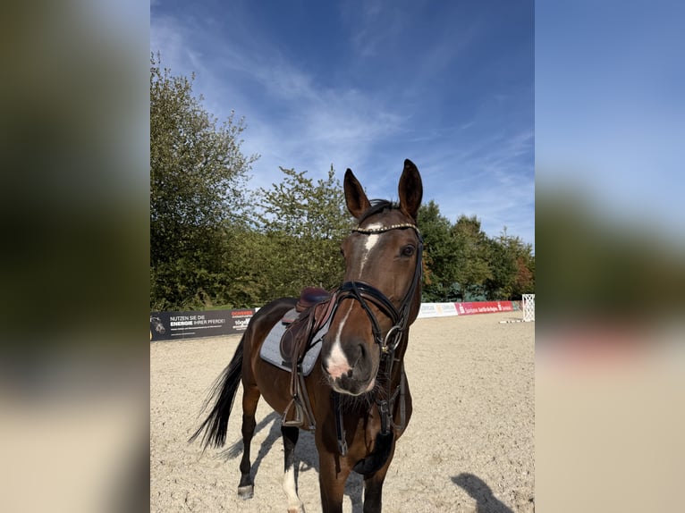 Hannoveraner Stute 6 Jahre 175 cm  in Glashütte