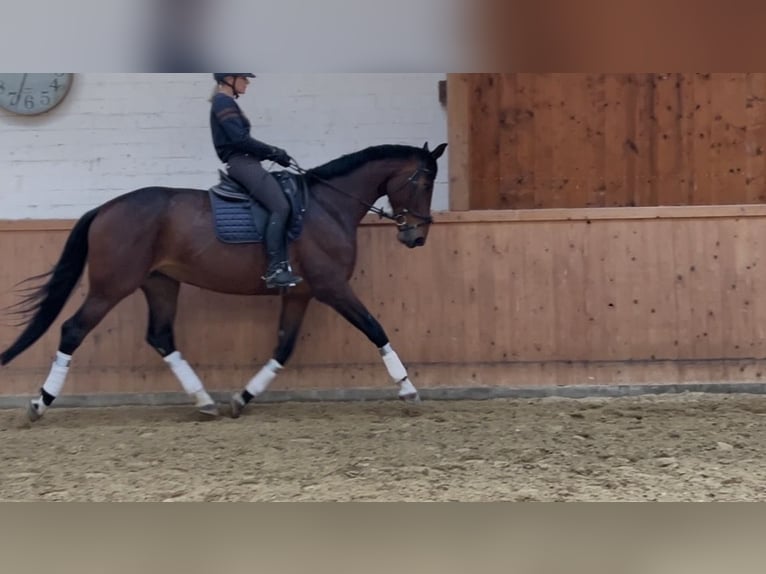 Hannoveraner Stute 6 Jahre 176 cm Brauner in Grasleben
