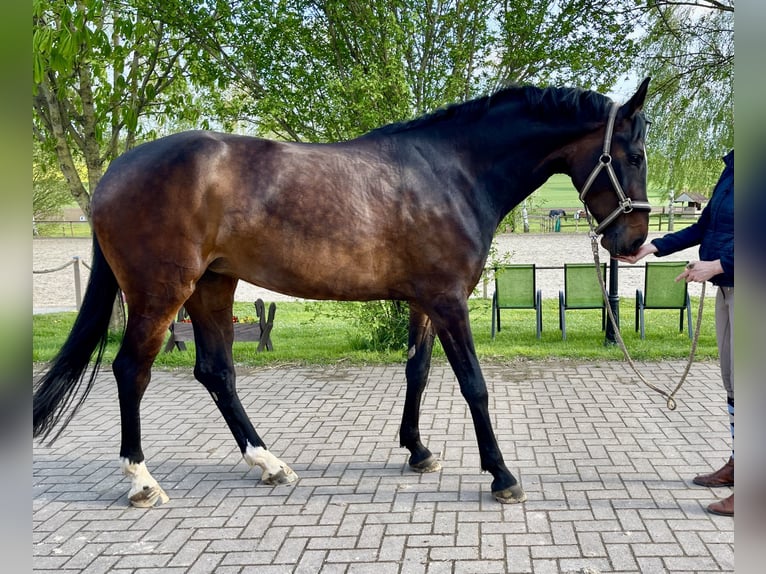 Hannoveraner Stute 6 Jahre 176 cm Dunkelbrauner in Moringen