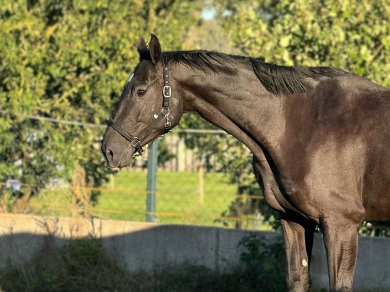Hannoveraner Stute 6 Jahre 176 cm Rappe in Fehrbellin