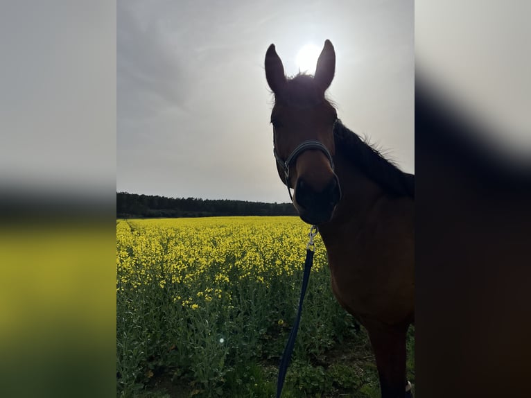 Hannoveraner Stute 6 Jahre 178 cm Brauner in Ziesar