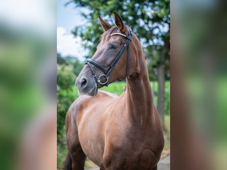 Hannoveraner Stute 6 Jahre 178 cm Dunkelfuchs in Bramsche